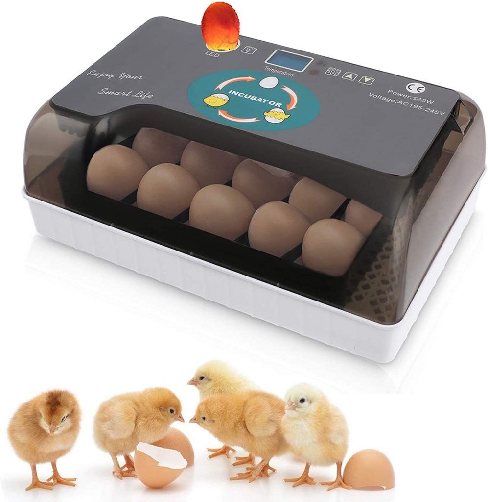 Best egg incubator amazon